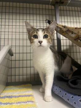 Jada -  Domestic Short Hair Cat for Adoption in Lovingston, Virginia - Jada | PetCurious