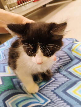 Rescue Domestic Medium Hair Cats for Adoption in Dickson, Tennessee - Victor | PetCurious