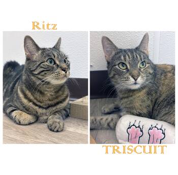 TRISCUIT & RITZ -  Tabby Cat for Adoption in Albany, New York - TRISCUIT & RITZ | PetCurious