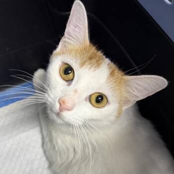 Daisybell -  Domestic Short Hair Cat for Adoption in New York, New York - Daisybell | PetCurious