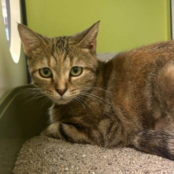 Cinnamon -  Domestic Short Hair Cat for Adoption in Temecula, California - Cinnamon | PetCurious