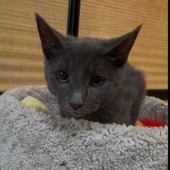 Sky -  Domestic Short Hair Cat for Adoption in Atlanta, Georgia - Sky | PetCurious