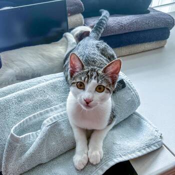 Rescue Domestic Short Hair and Tabby Cats for Adoption in Vallejo, California - Callie | PetCurious