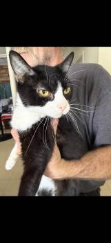 Sticky Tongue -  Tuxedo Cat for Adoption in Las Vegas, Nevada - Sticky Tongue | PetCurious