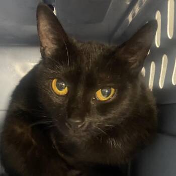 Laylaa -  Domestic Short Hair Cat for Adoption in Allentown, Pennsylvania - Laylaa | PetCurious