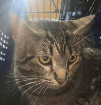 Ty -  Domestic Short Hair Cat for Adoption in Cincinnati, Ohio - Ty | PetCurious