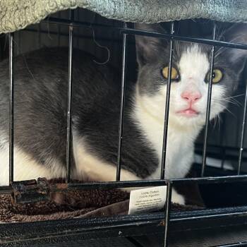 Bilbo -  American Shorthair Cat for Adoption in Greensboro, North Carolina - Bilbo | PetCurious