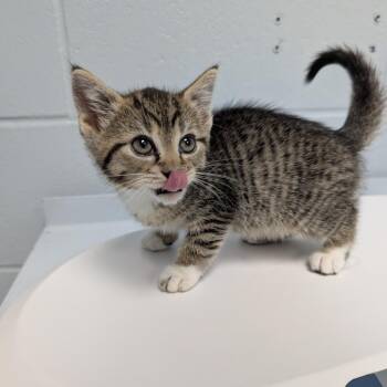 Domestic Short Hair Cats Available for Adoption in Indianapolis, Indiana - World