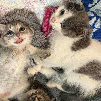 Hickory -  Domestic Short Hair Cat for Adoption in Cabot, Arkansas - Hickory | PetCurious