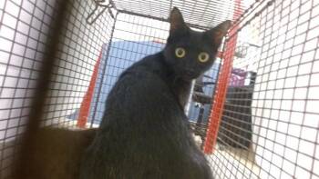 EOWYN -  Domestic Short Hair Cat for Adoption in Doral, Florida - EOWYN | PetCurious
