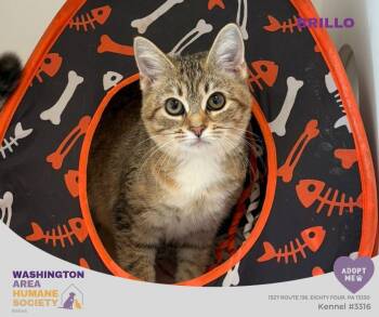 Brillo -  Domestic Short Hair Cat for Adoption in Eighty Four, Pennsylvania - Brillo | PetCurious