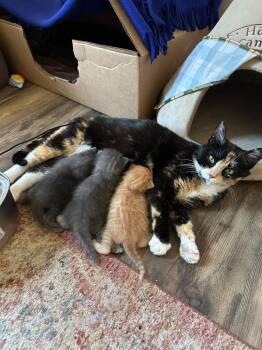 Cherry -  Domestic Short Hair Cat for Adoption in Libertyville, Illinois - Cherry | PetCurious