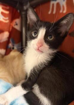 Walter -  Domestic Short Hair Cat for Adoption in Black Eagle, Montana - Walter | PetCurious