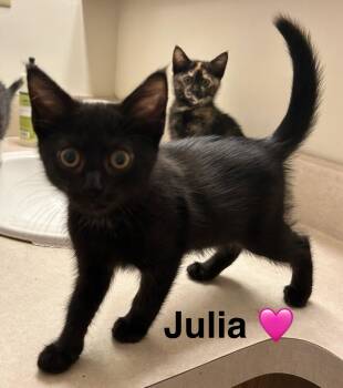 Rescue Domestic Long Hair Cats for Adoption in Beckley, West Virginia - Julia | PetCurious