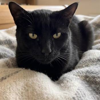 OLAF -  Domestic Short Hair Cat for Adoption in Methuen, Massachusetts - OLAF | PetCurious