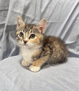 Domestic Short Hair Cats Available for Adoption in Statesboro, Georgia - Amy | PetCurious