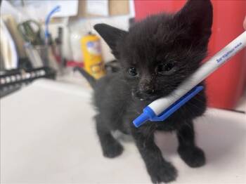 SADE -  Domestic Short Hair Cat for Adoption in Santa Fe, New Mexico - SADE | PetCurious
