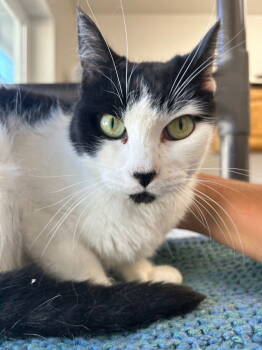 Rescue Domestic Short Hair Cats for Adoption in Emmett, Idaho - Panda | PetCurious