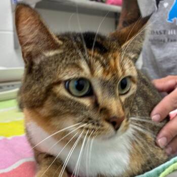 Domestic Medium Hair Cats Available for Adoption - Jynx | PetCurious