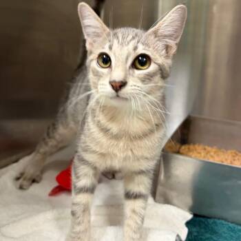 Javier -  Domestic Short Hair Cat for Adoption in Harrisonburg, Virginia - Javier | PetCurious