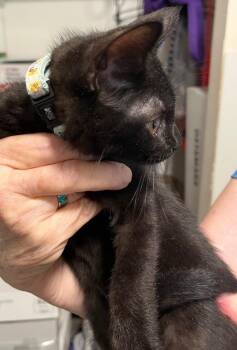 Layla -  Domestic Short Hair Cat for Adoption in Thompson Falls, Montana - Layla | PetCurious