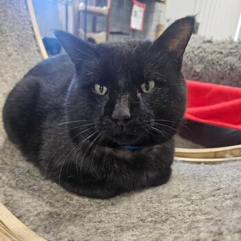 Domestic Short Hair Cats Available for Adoption - Carlisle | PetCurious