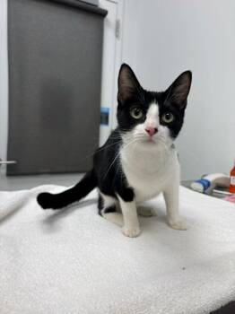 Sugar Pills -  Domestic Short Hair Cat for Adoption in Kansas City, Missouri - Sugar Pills | PetCurious
