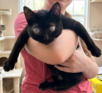 MARVELOUS MUKIE -  Bombay Cat for Adoption in Oakwood, Georgia - MARVELOUS MUKIE | PetCurious