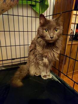 Rescue Domestic Short Hair Cats for Adoption in Hammond, Indiana - Samson | PetCurious