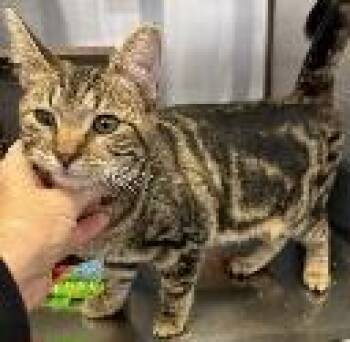 Rescue Domestic Short Hair Cats for Adoption in Cincinnati, Ohio - Taffy | PetCurious