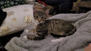 Tabby and Tuxedo Cats Available for Adoption - VINCE NEIL (Motley Crue)  | PetCurious