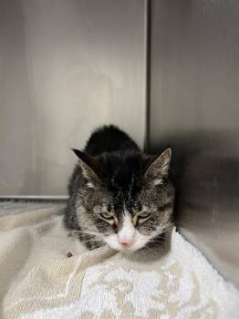 Domestic Short Hair Cats Available for Adoption - LUCKY | PetCurious