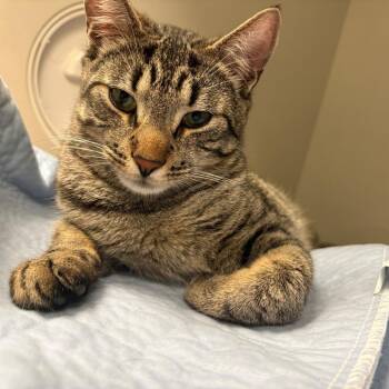 Domestic Short Hair Cats Available for Adoption in East Hanover, New Jersey - Acorn | PetCurious