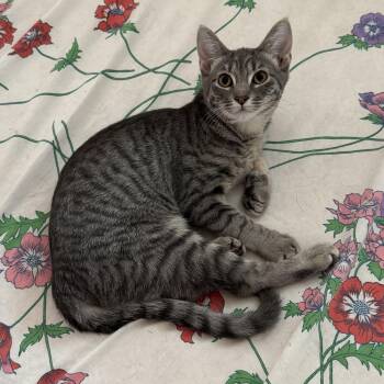 Rescue Domestic Short Hair Cats for Adoption in Springfield, Oregon - June | PetCurious