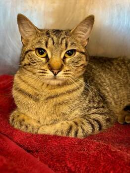 Domestic Short Hair Cats Available for Adoption in York, South Carolina - GRACEY | PetCurious