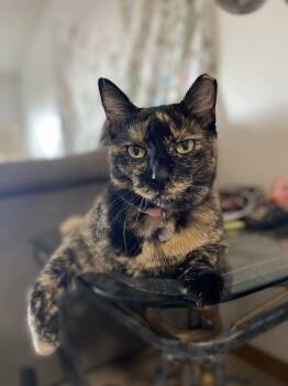 Mink -  Tortoiseshell Cat for Adoption in Wayzata, Minnesota - Mink | PetCurious