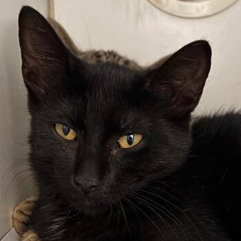 Olivia -  Domestic Short Hair Cat for Adoption in Naperville, Illinois - Olivia | PetCurious