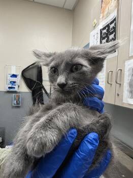 LEMON MERINGUE -  Domestic Short Hair Cat for Adoption in Las Vegas, Nevada - LEMON MERINGUE | PetCurious