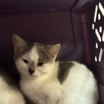 PJ -  Domestic Short Hair Cat for Adoption in Birmingham, Alabama - PJ | PetCurious