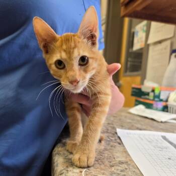 Gilbert - 072304U -  Domestic Short Hair Cat for Adoption in Tupelo, Mississippi - Gilbert - 072304U | PetCurious