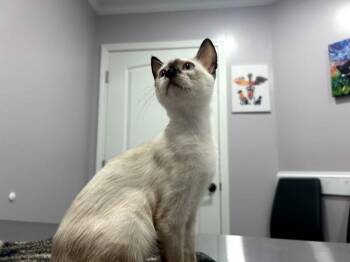 Star -  Siamese Cat for Adoption in Mobile, Alabama - Star | PetCurious