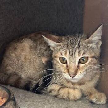 Domestic Short Hair Cats Available for Adoption in South Elgin, Illinois - Lolli | PetCurious