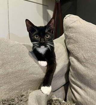 Rescue Domestic Short Hair Cats for Adoption - Bon Bon | PetCurious