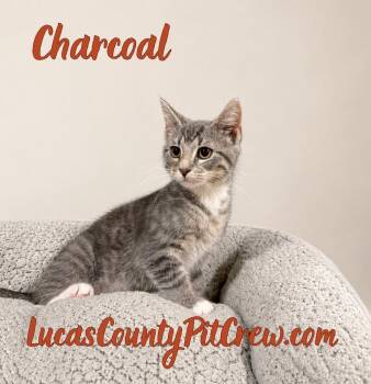 Charcoal -  Tabby and American Shorthair Cat for Adoption in Toledo, Ohio - Charcoal | PetCurious