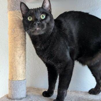 Pilgrim -  Bombay Cat for Adoption in Knoxville, Tennessee - Pilgrim | PetCurious