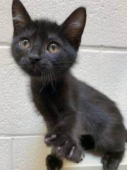 Domestic Short Hair Cats Available for Adoption in Wichita, Kansas - Rubble | PetCurious