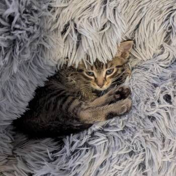 Grapple -  Domestic Short Hair Cat for Adoption in Rossville, Tennessee - Grapple | PetCurious