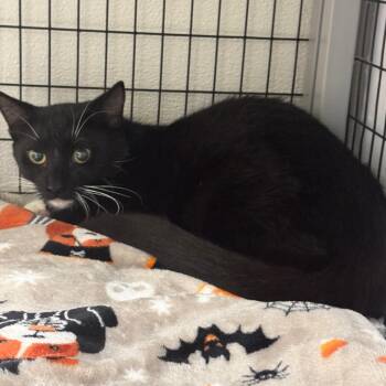 Fractious Chelsea -  Domestic Short Hair Cat for Adoption in Columbiana, Alabama - Fractious Chelsea | PetCurious
