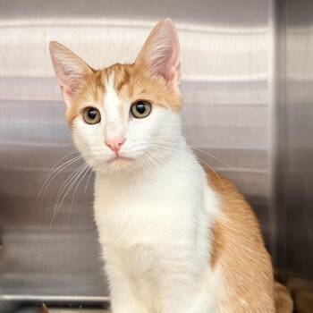 Pixel -  Domestic Short Hair Cat for Adoption in Palm Springs, California - Pixel | PetCurious