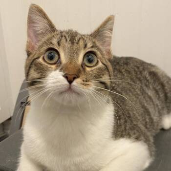 Domestic Short Hair Cats Available for Adoption - Scrappy Doo | PetCurious